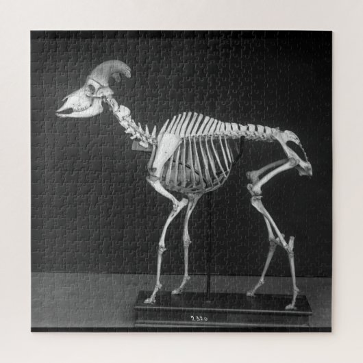 Foto van Creepy Bighorn Sheep gemonteerd Skeleton  Legpuzzel (Verticaal)