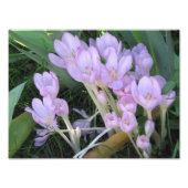 Foto van Crocus Afdruk (Voorkant)