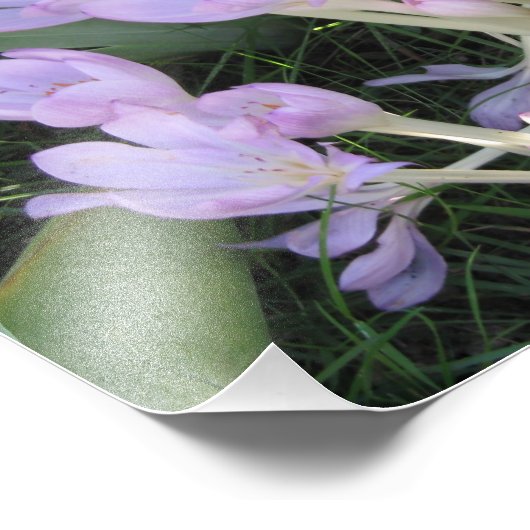 Foto van Crocus Foto Afdruk (Hoek)