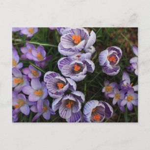 Foto van Crocus Paars en White Flower Briefkaart