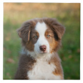 Foto van Cute Australian Shepherd Dog Puppy Tegeltje (Voorkant)