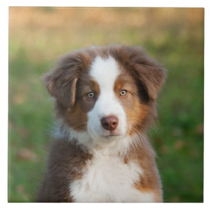 Foto van Cute Australian Shepherd Dog Puppy Tegeltje