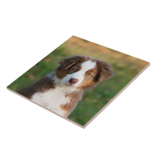 Foto van Cute Australian Shepherd Dog Puppy Tegeltje (Zijkant)