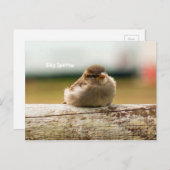 Foto van Cute Baby Sparrow Bird Briefkaart (Voorkant / Achterkant)