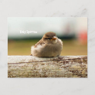Foto van Cute Baby Sparrow Bird Briefkaart