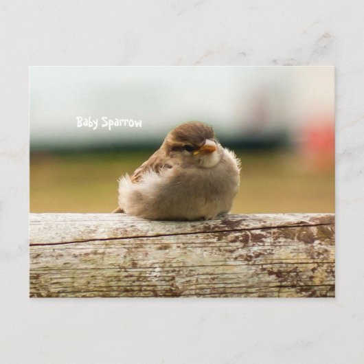 Foto van Cute Baby Sparrow Bird Briefkaart (Voorkant)