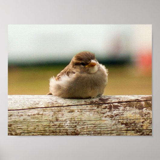 Foto van Cute Baby Sparrow Bird Poster (Voorkant)