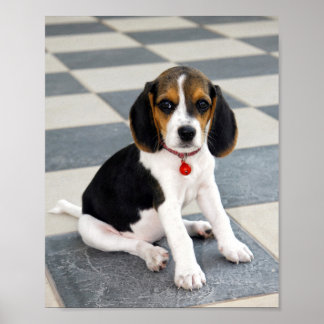 Foto van Cute Beagle Puppy Poster