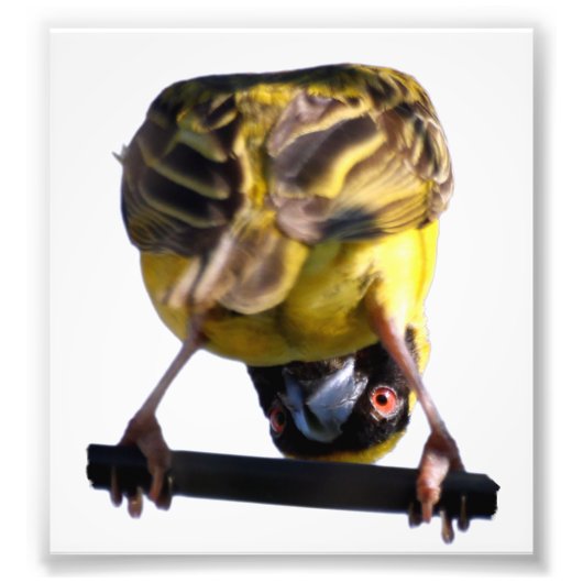 Foto van Cute Birdie (Satin) Afdruk (Voorkant)