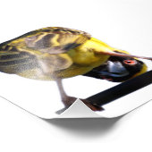 Foto van Cute Birdie (Satin) Afdruk (Hoek)