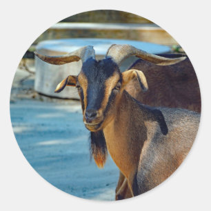 Foto van Cute Black en Brown Goat Ronde Sticker