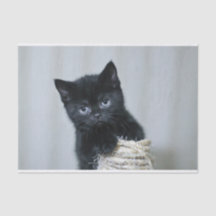 Foto van Cute Black Kitten Twine