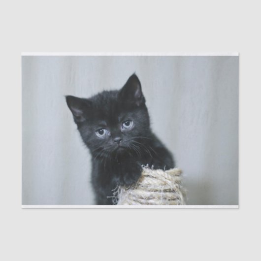 Foto van Cute Black Kitten Twine Tissuepapier (Voorkant)