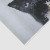 Foto van Cute Black Kitten Twine Tissuepapier (Detail)