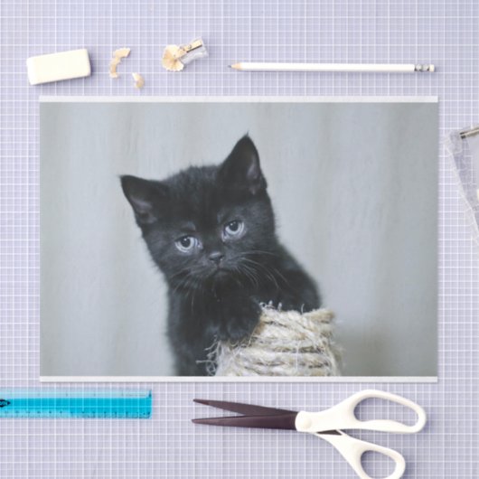Foto van Cute Black Kitten Twine Tissuepapier (Craft)