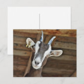 Foto van Cute Brown en White Goat Briefkaart (Voorkant / Achterkant)