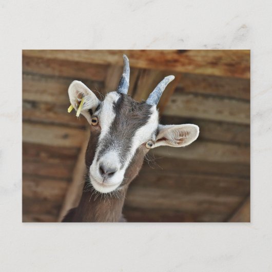 Foto van Cute Brown en White Goat Briefkaart (Voorkant)