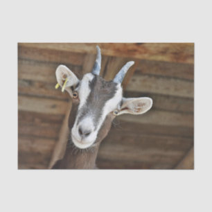 Foto van Cute Brown en White Goat Tissuepapier