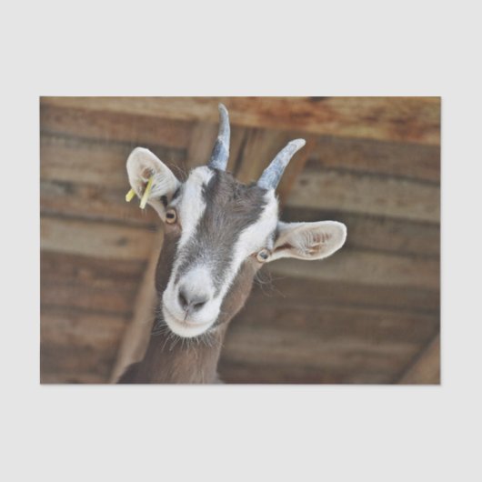 Foto van Cute Brown en White Goat Tissuepapier (Voorkant)