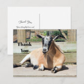Foto van Cute Brown Goat Slapen Briefkaart (Voorkant / Achterkant)