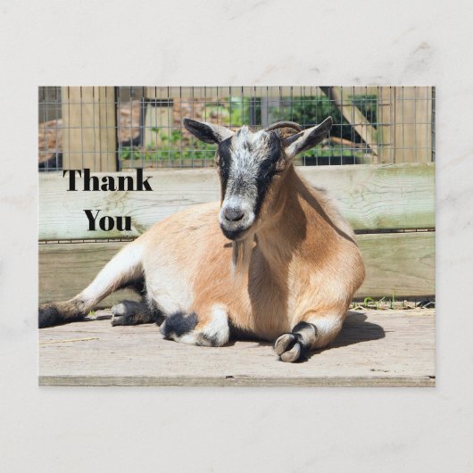 Foto van Cute Brown Goat Slapen Briefkaart (Voorkant)