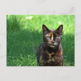Foto van Cute Brown Tortoiseshel Cat Briefkaart