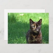 Foto van Cute Brown Tortoiseshel Cat Briefkaart (Voorkant / Achterkant)