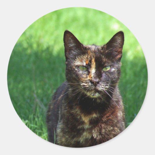 Foto van Cute Brown Tortoiseshel Cat Ronde Sticker (Voorkant)