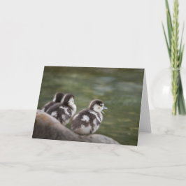 Foto van Cute Chicks Natuur Kaart