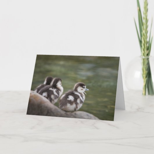 Foto van Cute Chicks Natuur Kaart (Voorkant)