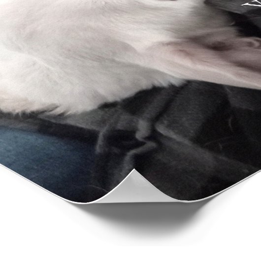 Foto van Cute Dog Best Pap Ever Poster (Hoek)