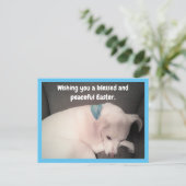 Foto van Cute Dog Peacely Resting Blue Easter Briefkaart (Staand voorkant)