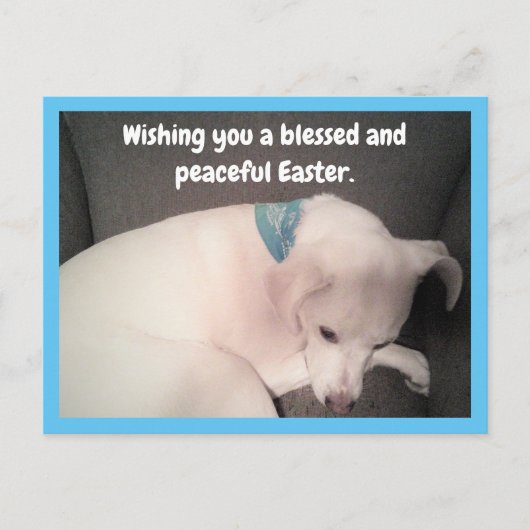 Foto van Cute Dog Peacely Resting Blue Easter Briefkaart (Voorkant)