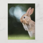 Foto van Cute Easter Bunny Briefkaart (Voorkant)
