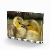 Foto van cute eendjes (Rechts)