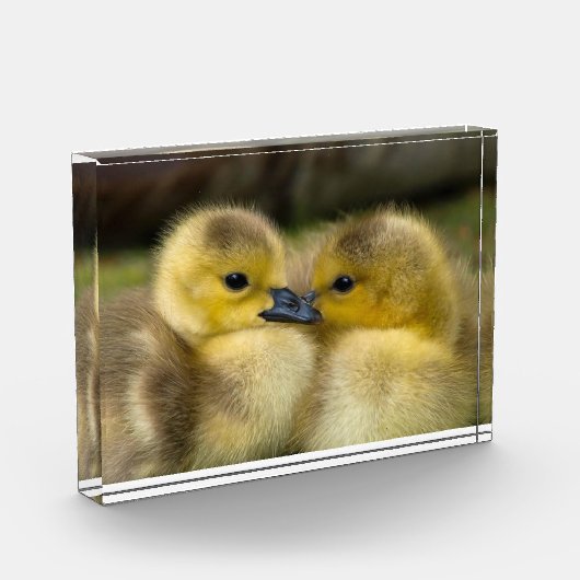 Foto van cute eendjes (Links)