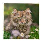 Foto van Cute Fluffy Maine Coon Kitten Cat Animal  Tegeltje (Voorkant)