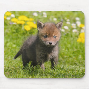 Foto van Cute Fluffy Red Fox Cub Wild Baby Animal  Muismat