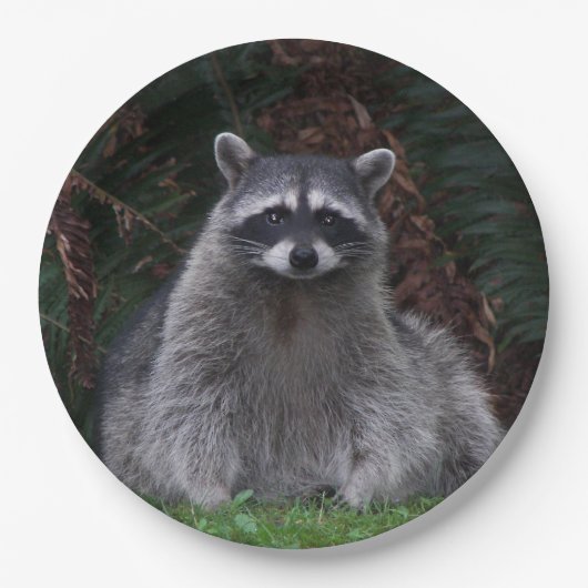 Foto van Cute Forest Raccoon Wildlife Papieren Bordje (Voorkant)