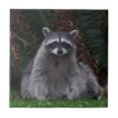 Foto van Cute Forest Raccoon Wildlife Tegeltje (Voorkant)