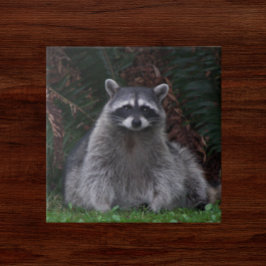 Foto van Cute Forest Raccoon Wildlife Tegeltje
