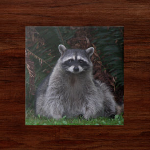 Foto van Cute Forest Raccoon Wildlife Tegeltje