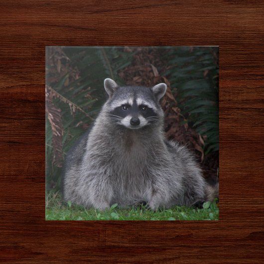 Foto van Cute Forest Raccoon Wildlife Tegeltje