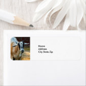 Foto van Cute Goat Eating Hay Etiket (Insitu)