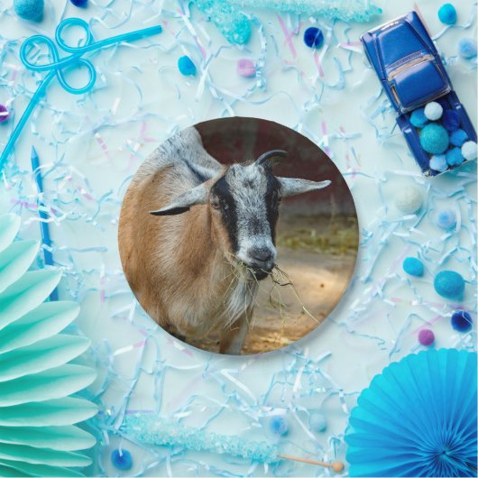 Foto van Cute Goat Eating Hay Papieren Bordje (Feest)
