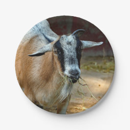 Foto van Cute Goat Eating Hay Papieren Bordje