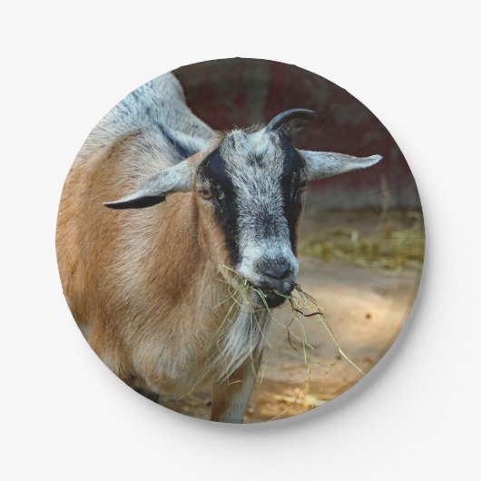 Foto van Cute Goat Eating Hay Papieren Bordje (Voorkant)