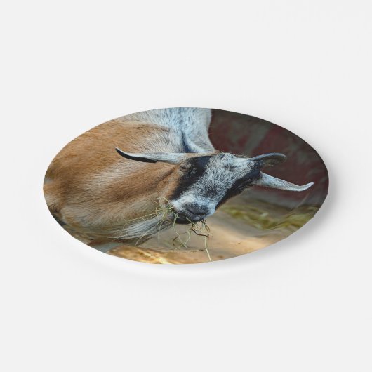 Foto van Cute Goat Eating Hay Papieren Bordje (Gekanteld)