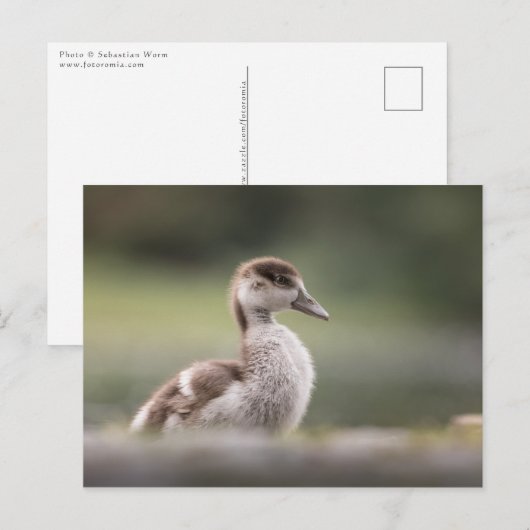 Foto van Cute Goose Chick Natuur Briefkaart (Voorkant / Achterkant)