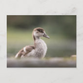 Foto van Cute Goose Chick Natuur Briefkaart (Voorkant)